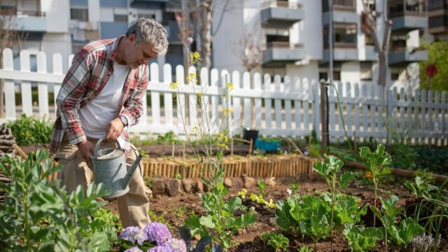 Senior man tending a vegetable garden in an urban setting, using a watering can.